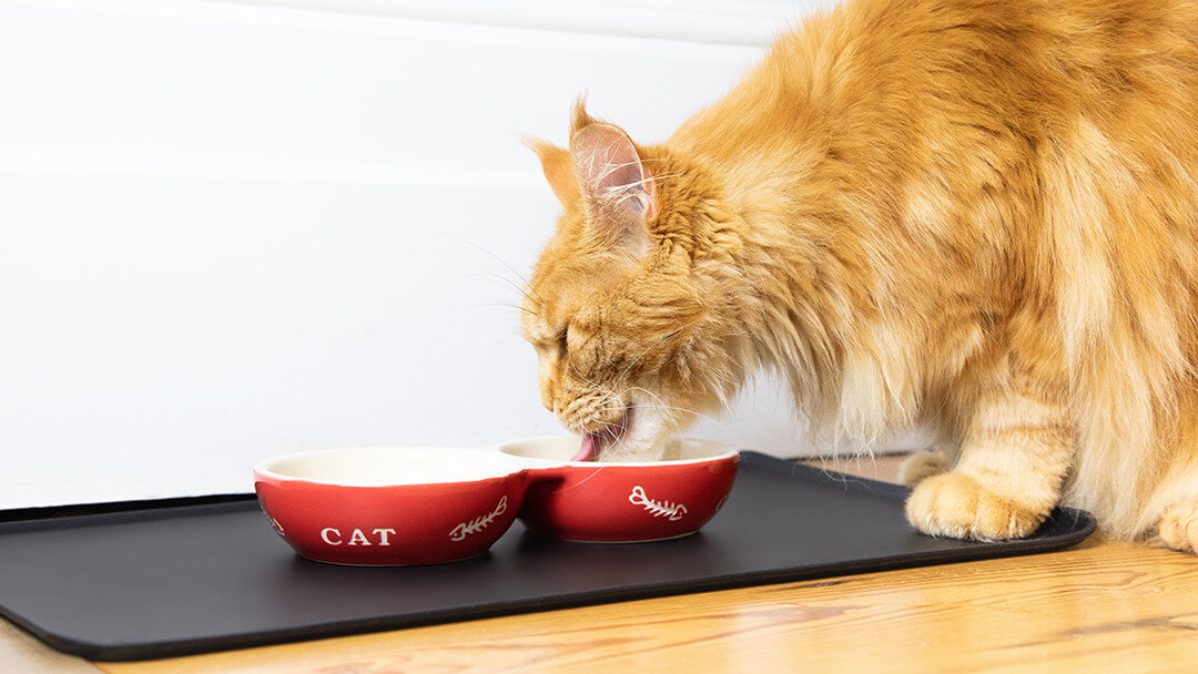 Eating cat sales food